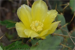 Opuntia stricta var. dillenii